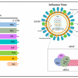 H5n1 pandemic