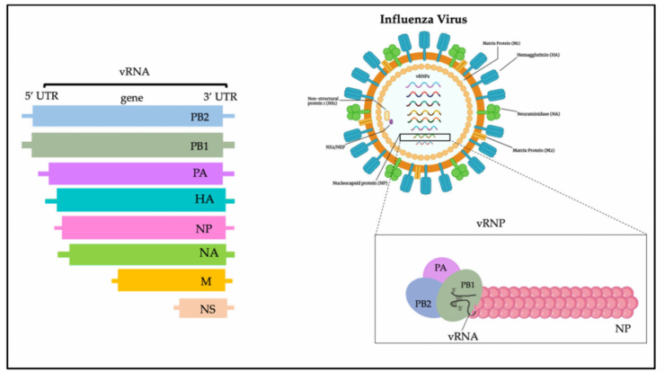 H5n1 pandemic